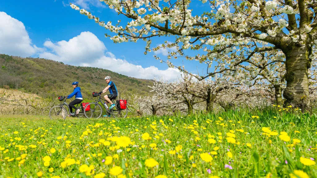 Cyclists on the ViaRhôna around Tournon, Ardèche, riding beside the Rhône and riverside scenery