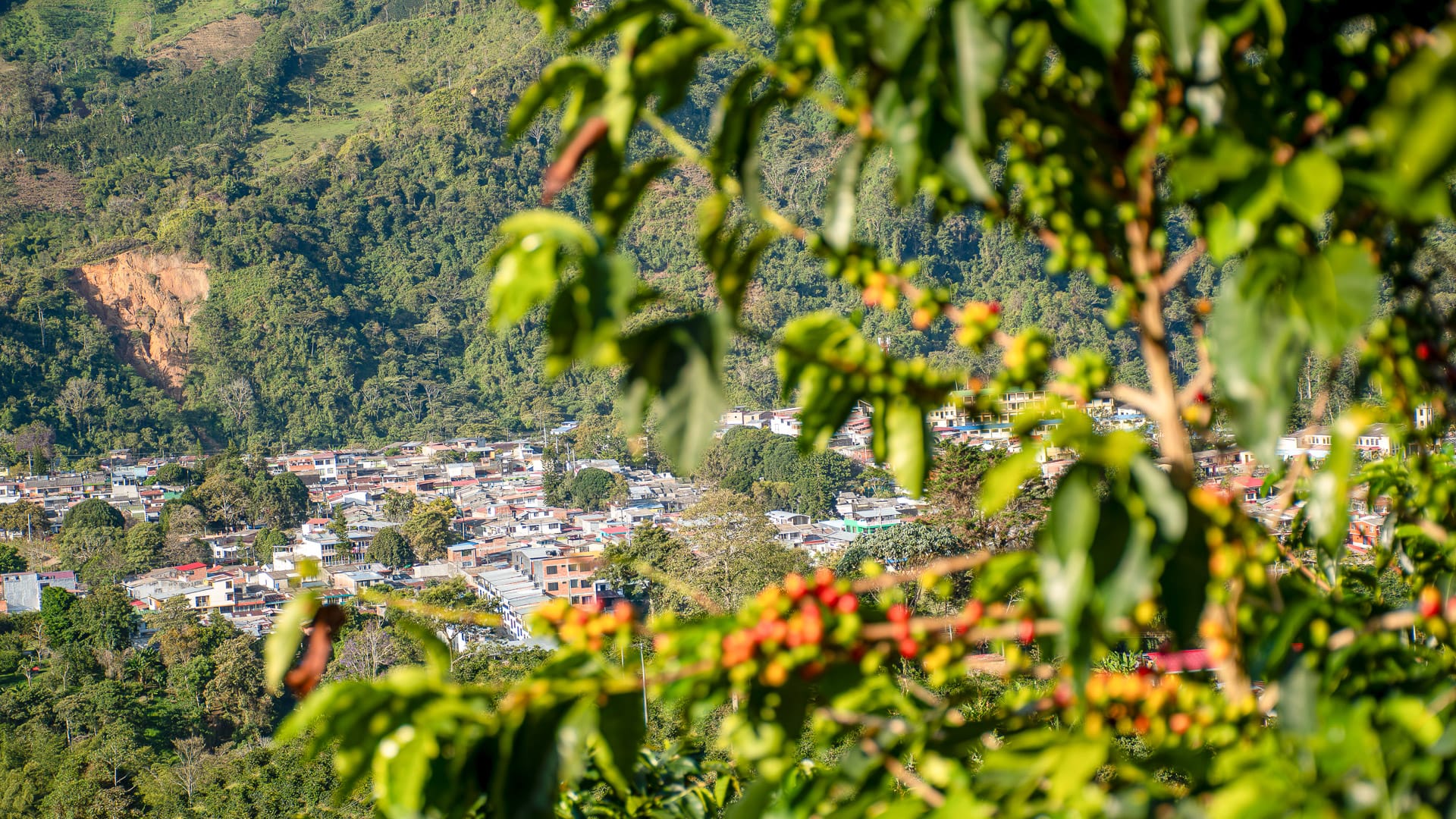 Views from a working coffee farm which non-cyclists visit and learn all about the coffee culture while the riders are on the road in Libano.