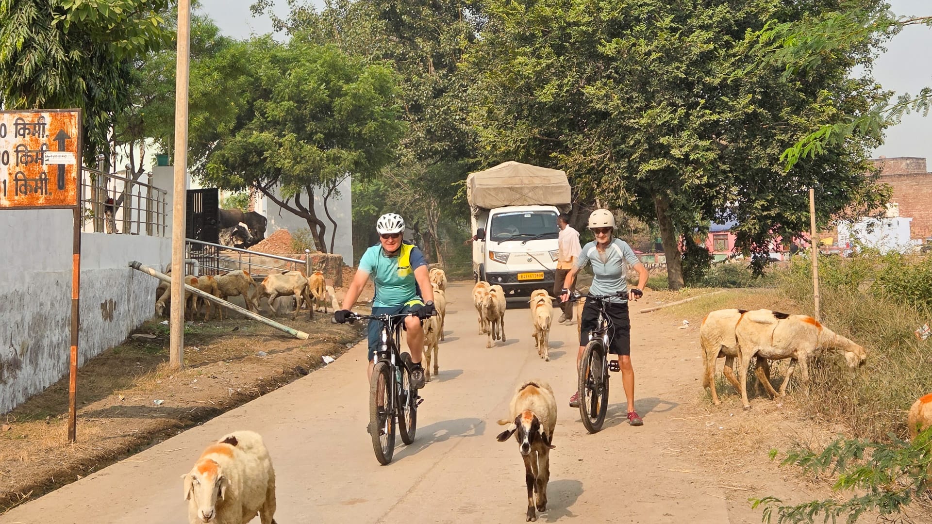 Sheep on the road while cycling near Bharatpur, India