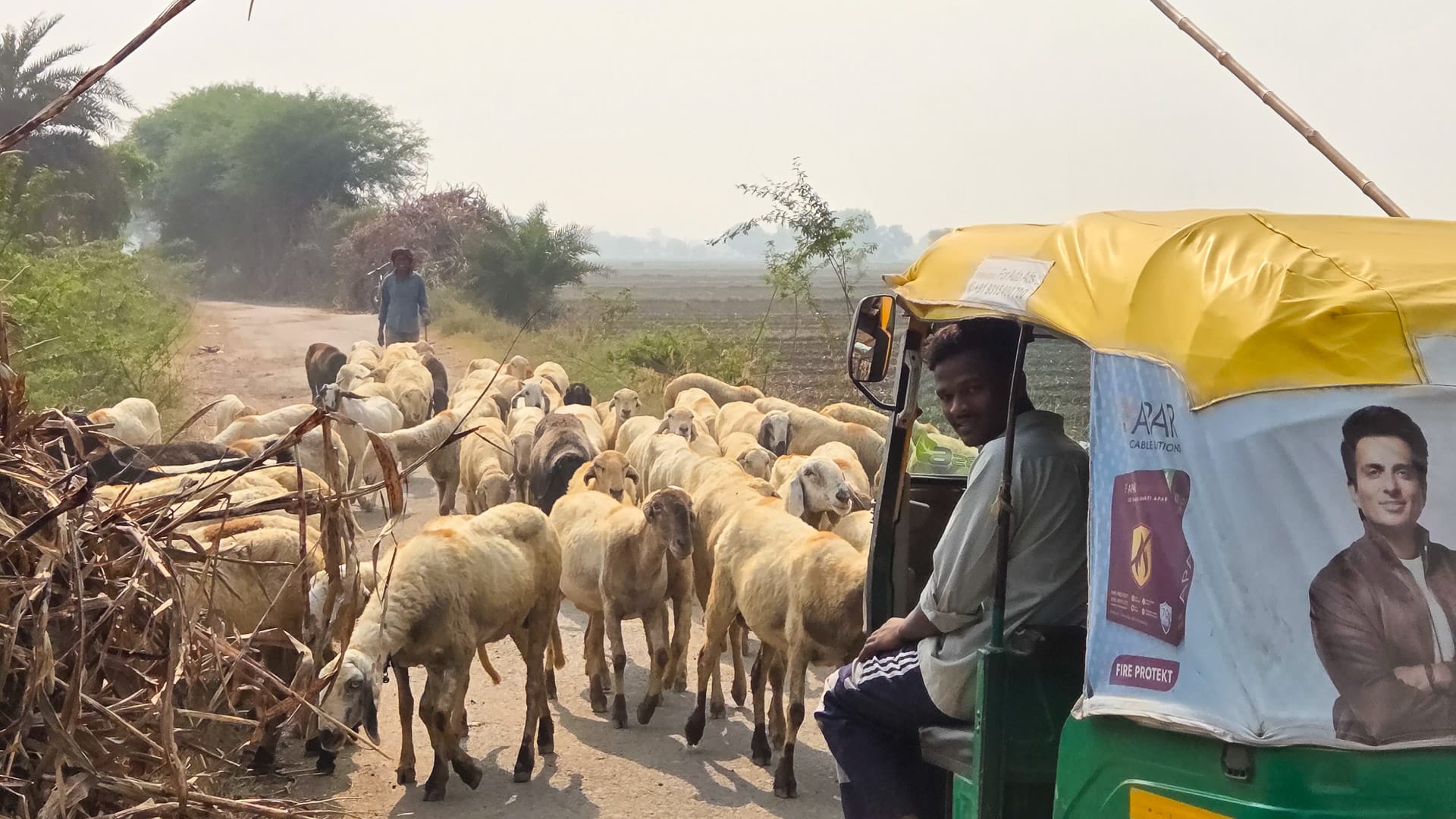 Tuk-tuk passing a flock of sheep on a road in Bharatpur, India