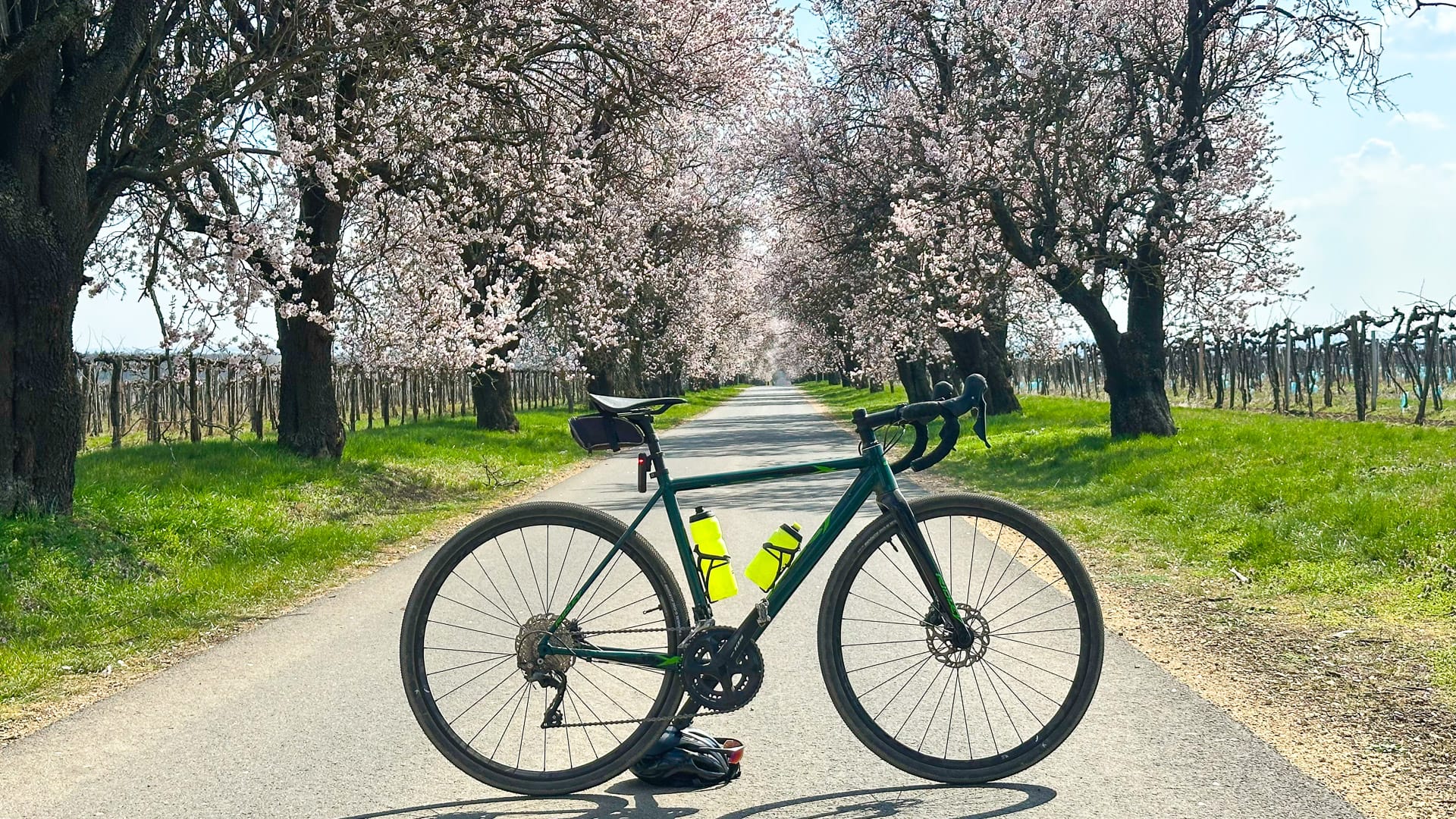 Blossoming apricot trees beside the cycling route in Etyek