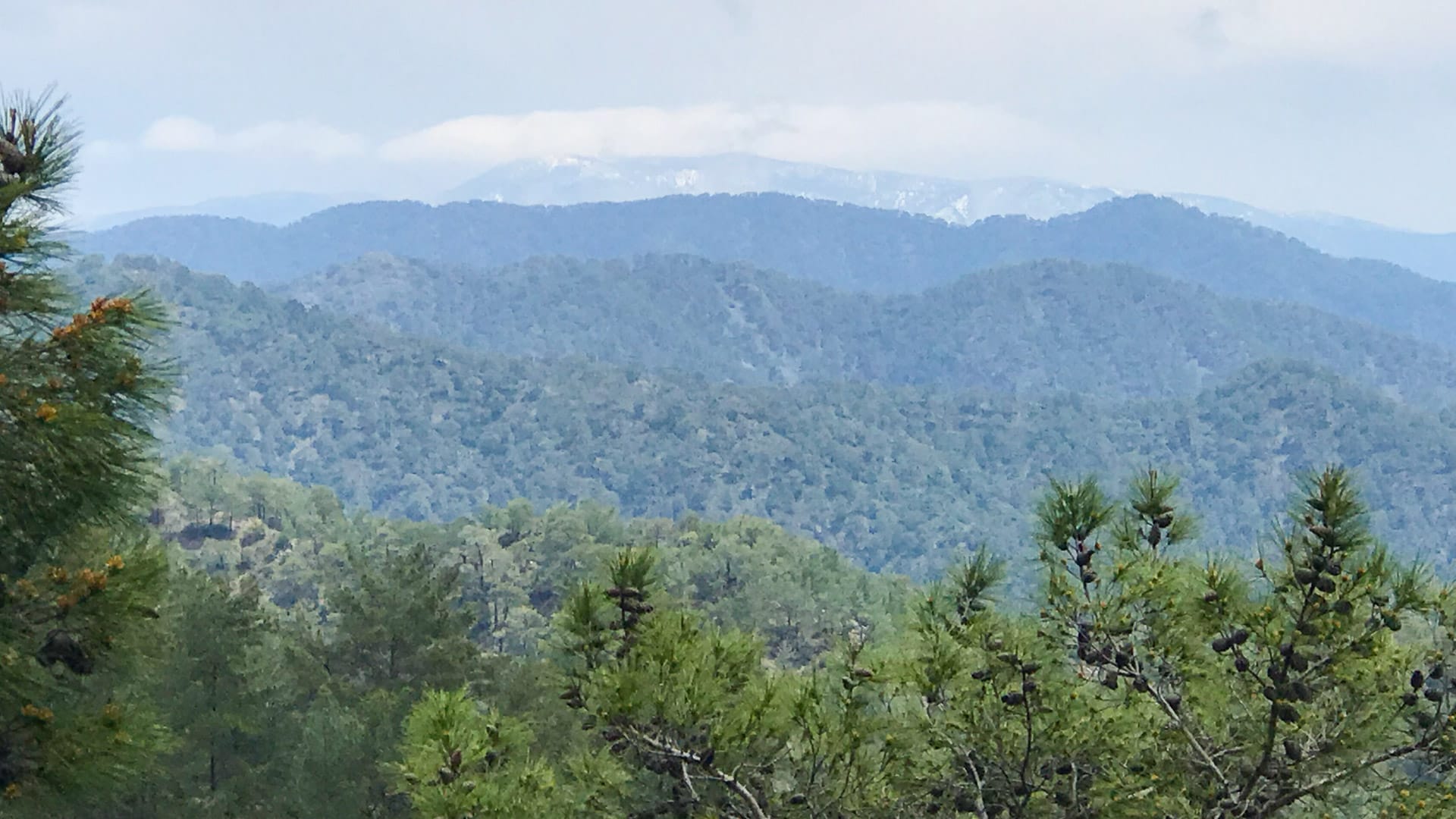 View towards Mount Olympus over forest