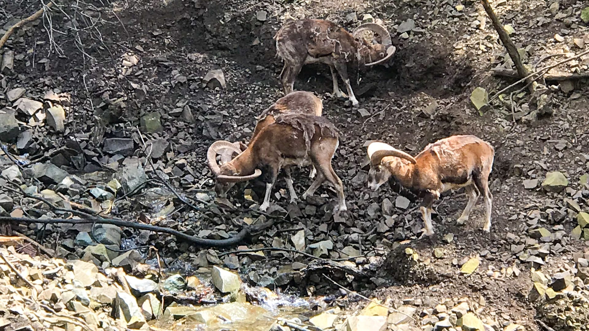 Mouflon in Cyprus