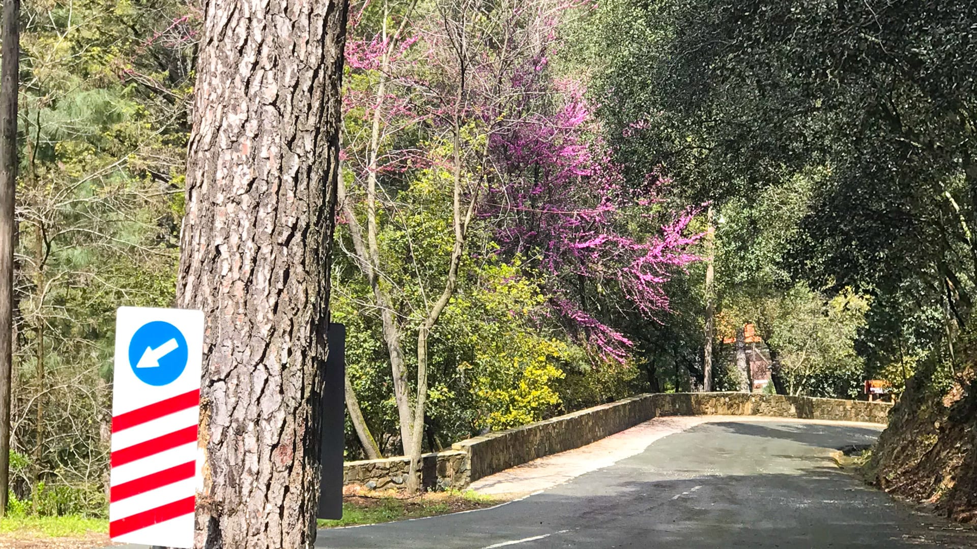 Colours of the trees in Paphos Forest