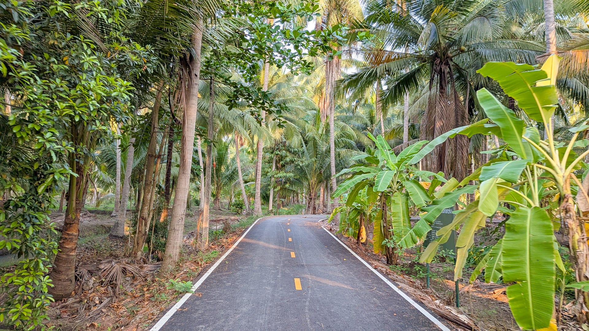 A beautiful tree-lined road in Amphawa, Thailand, offering a peaceful route through the countryside