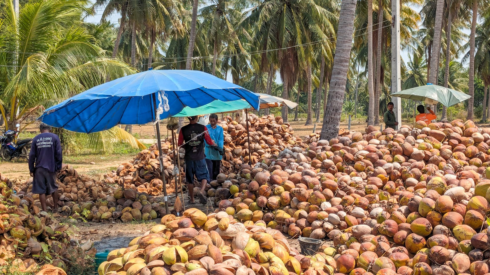 Stopping by a coconut plantation in Kui Buri while cycling Thailand’s Sunrise Coast from Bangkok to Phuket