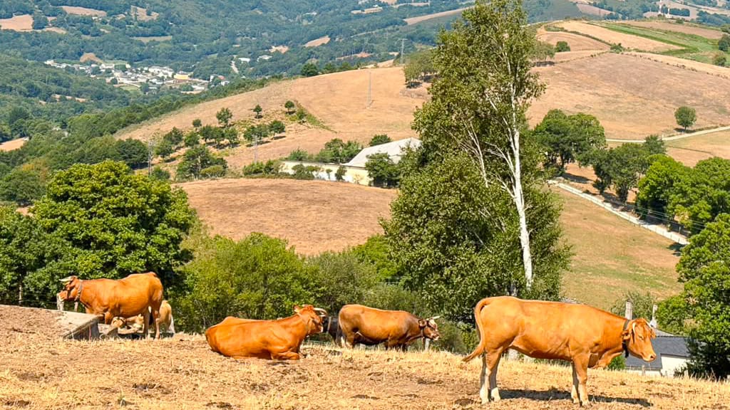 Hills and wildlife along the Camino Francés
