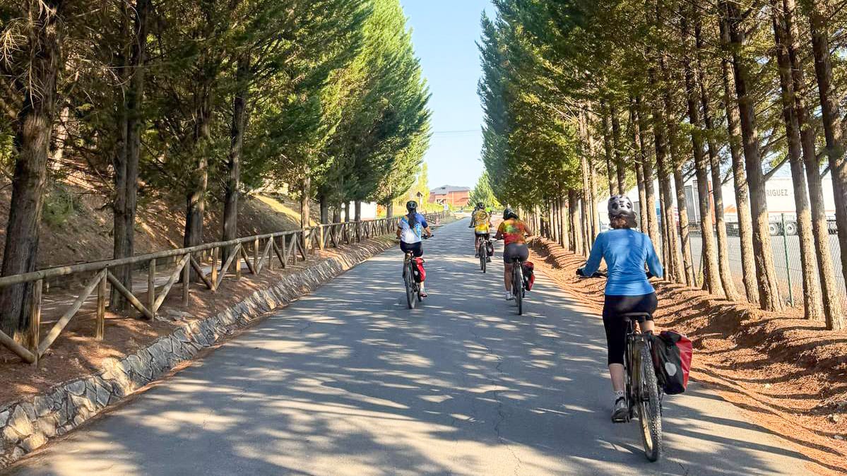 Tree-lined section of the Camino Francés